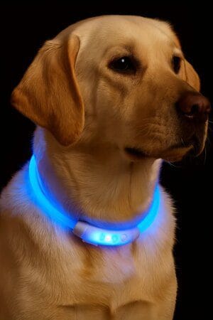 USB Rechargeable LED Dog Collar – 3-Mode Adjustable Glowing Reflective Collar for Night Walking