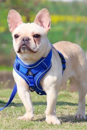 No-Pull Dog & Cat Harness Leash Set – Adjustable Reflective Pet Vest for Small Dogs & Cats