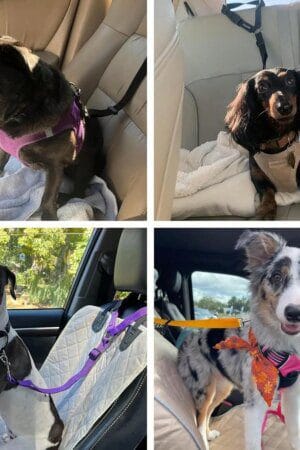 2-Pack Dog Car Safety Belt – Adjustable Headrest Restraint