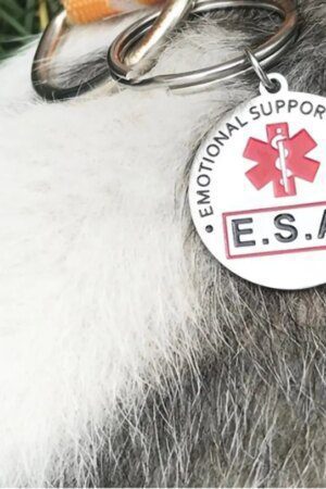 Personalized Dog & Cat Nameplate ID Tag – Double-Sided Engraved Pet Collar Accessory