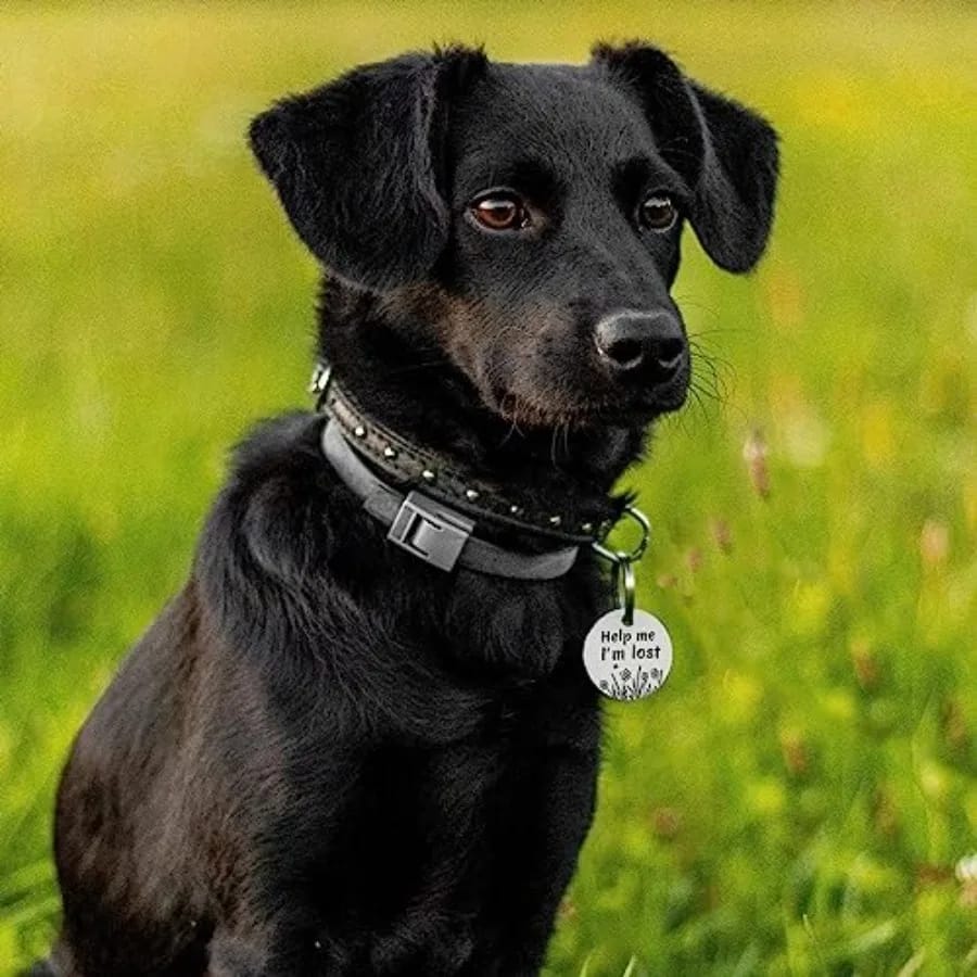 QR Code Stainless Steel Dog & Cat ID Tag with Engraved Profile & Email Location Alerts - Image 4